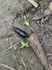 Necrophila americana