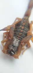 Centruroides flavopictus