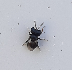 Cratomus