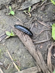 Necrophila americana