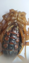 Centruroides flavopictus