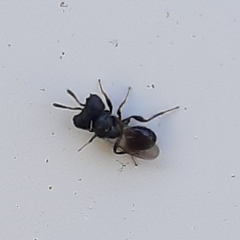 Cratomus