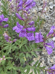 Penstemon platyphyllus