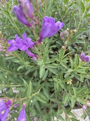 Penstemon platyphyllus