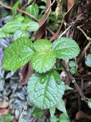 Pilea nummulariifolia