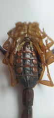 Centruroides flavopictus