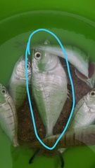 Trachinotus ovatus