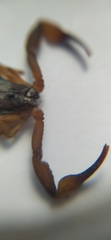Centruroides flavopictus