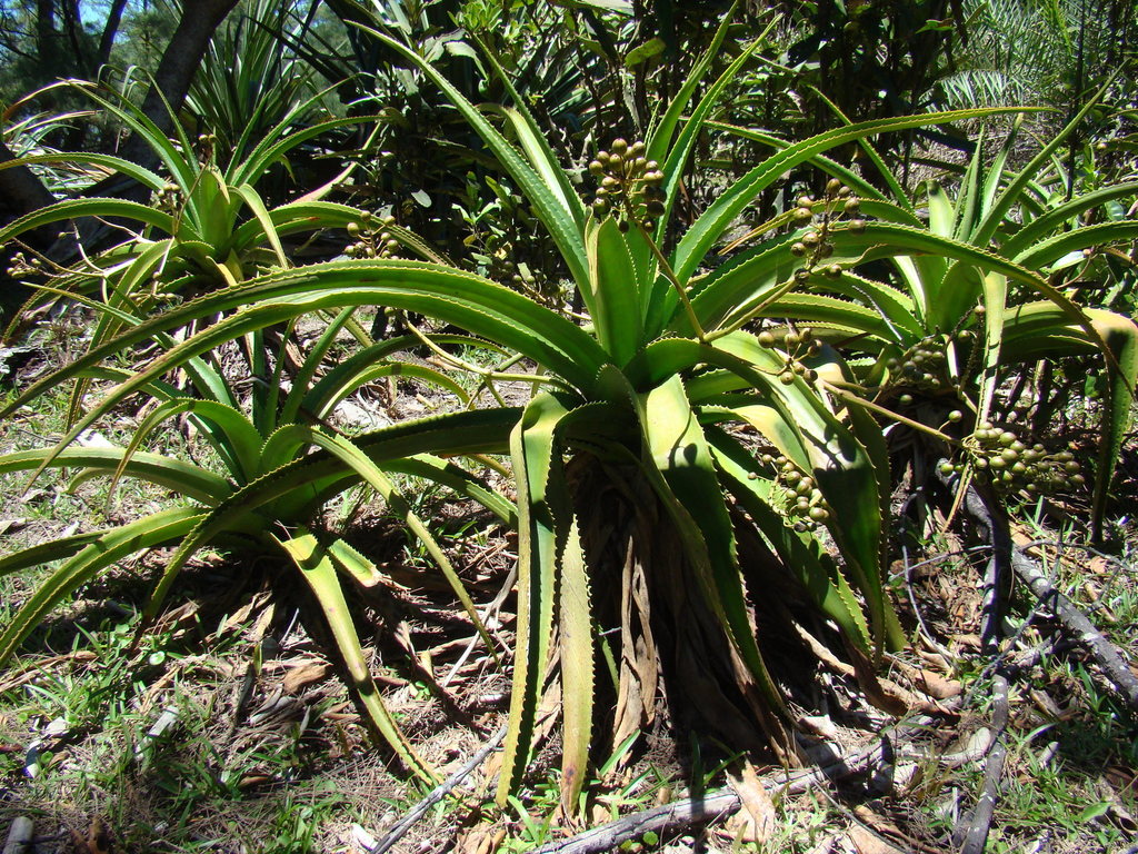 Aloe orientalis