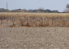 Oreopholus ruficollis