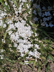 Phlox multiflora