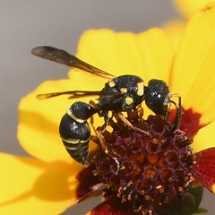 Leptochilus republicanus