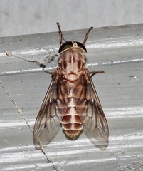 Tabanus equalis