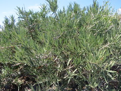 Forchhammeria watsonii