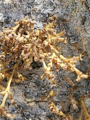 Arceuthobium americanum