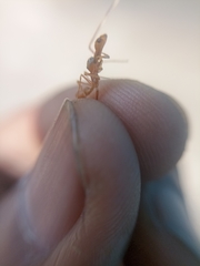 Myrmaplata plataleoides