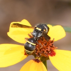 Leptochilus republicanus