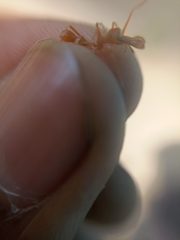 Myrmaplata plataleoides