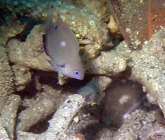 Pomacentrus microspilus