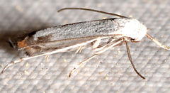 Mea skinnerella