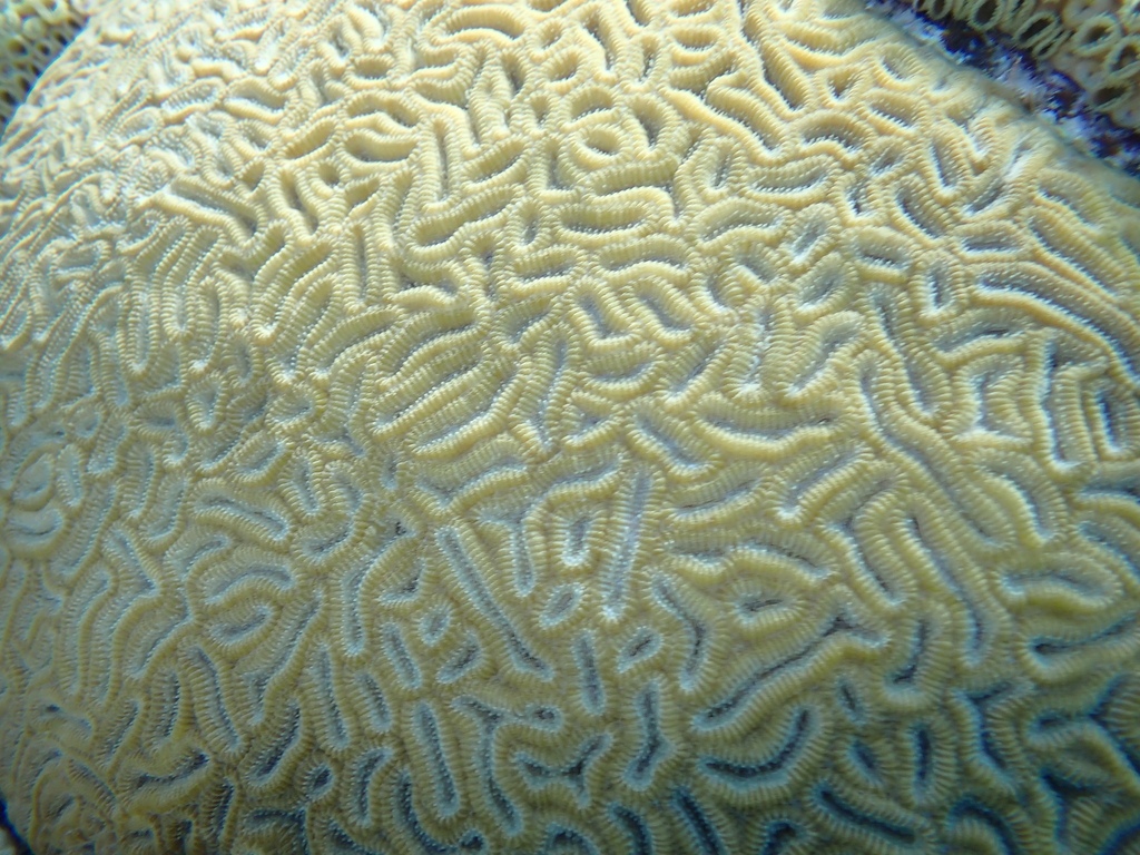 Foto de Coral estrella elíptico (Dichocoenia stokesii)