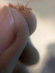 Myrmaplata plataleoides