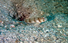 Amblyeleotris masuii