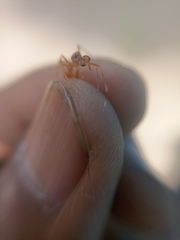Myrmaplata plataleoides