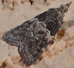 Satole ligniperdalis