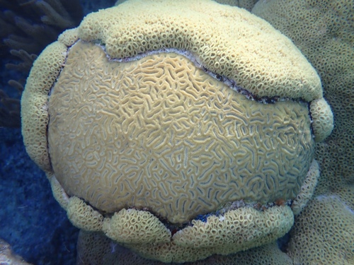 Foto de Coral estrella elíptico (Dichocoenia stokesii)