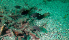 Pomacentrus microspilus