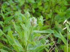 Stachys pycnantha