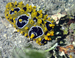 Phyllidia ocellata
