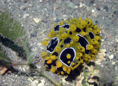 Phyllidia ocellata