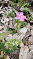 Phlox adsurgens