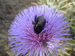 Bombus terrestris canariensis
