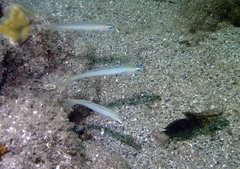Ptereleotris microlepis