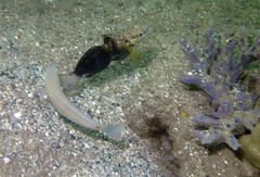 Ptereleotris microlepis