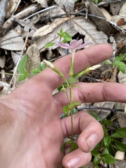 Phlox adsurgens