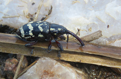 Heilipodus erythropus