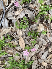 Phlox adsurgens