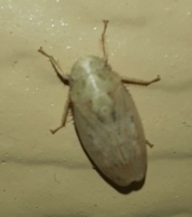 Negosiana dualis