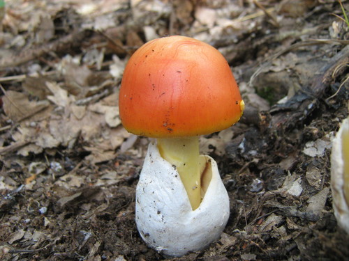 Amanita caesarea