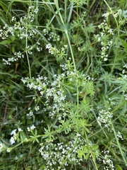 Galium asprellum