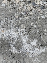 Syringodium filiforme