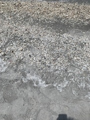 Syringodium filiforme