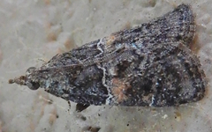 Satole ligniperdalis