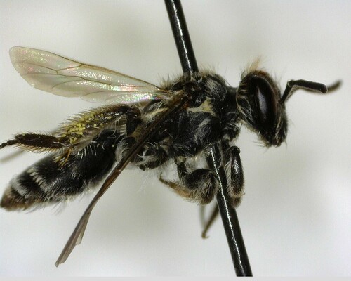 iNaturalist observation photo of Mining Bees