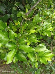 Diospyros maritima