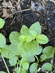 Veronica serpyllifolia